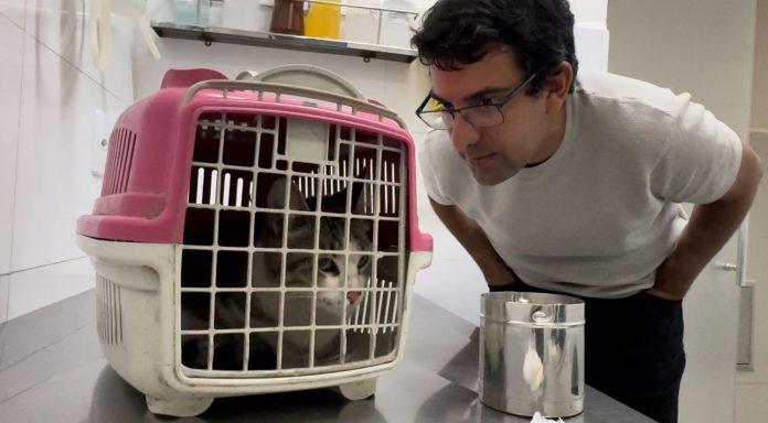 Deputado acolhe gata vítima de maus-tratos e anuncia projeto de lei para lares temporários