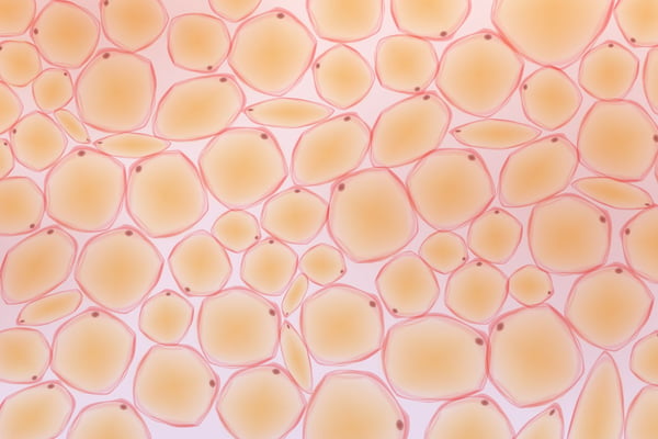 Estudo indica que células de gordura marrom podem matar as de câncer