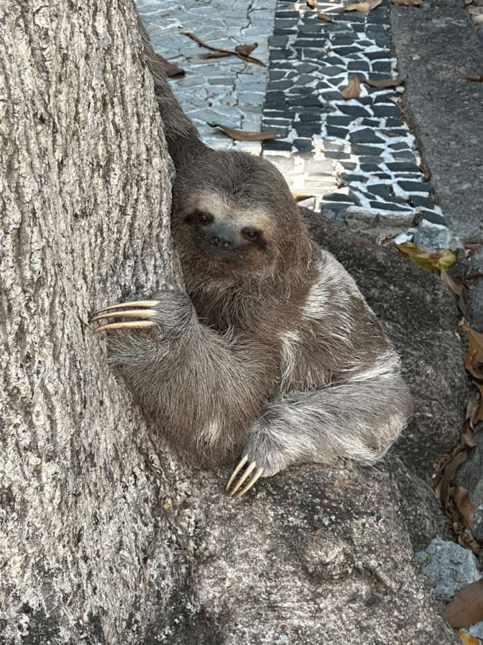 Bicho-preguiça é encontrado por moradores e resgatado no Humaitá