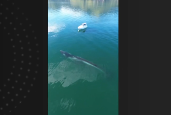 Segunda maior espécie de baleia do mundo é vista em Angra dos Reis