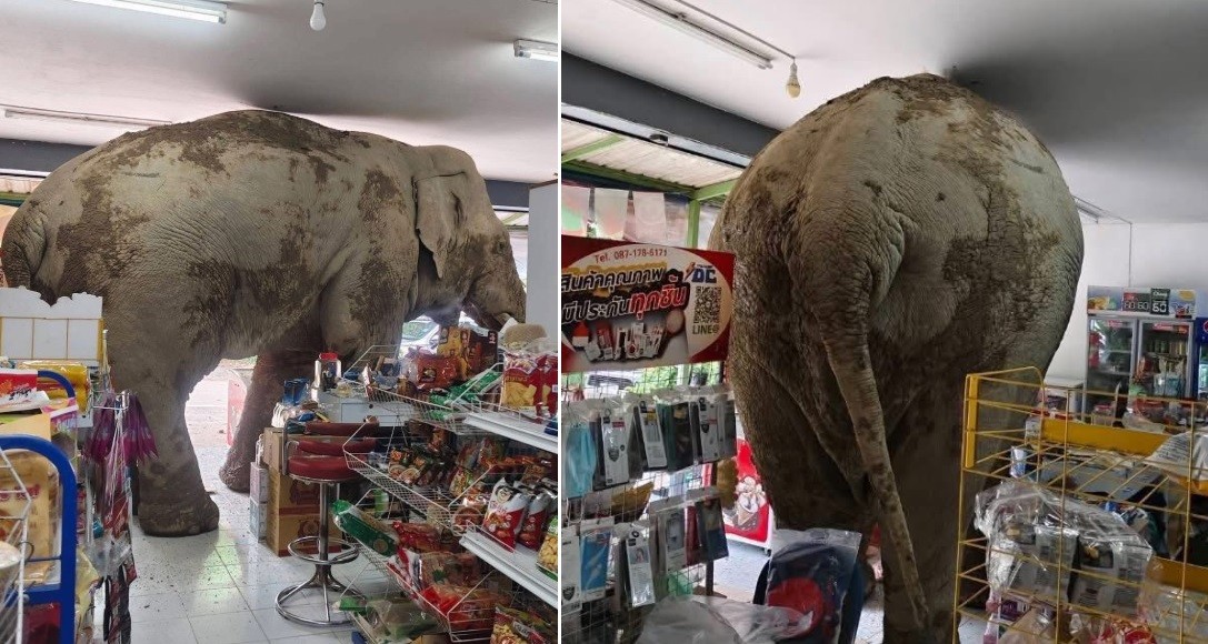 Elefante escapa de reserva, faz passeio a mercado, mata a fome e deixa prejuízo de R$ 175