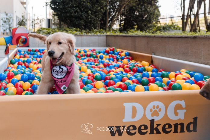VillageMall recebe mais uma edição do Dog Weekend neste final de semana