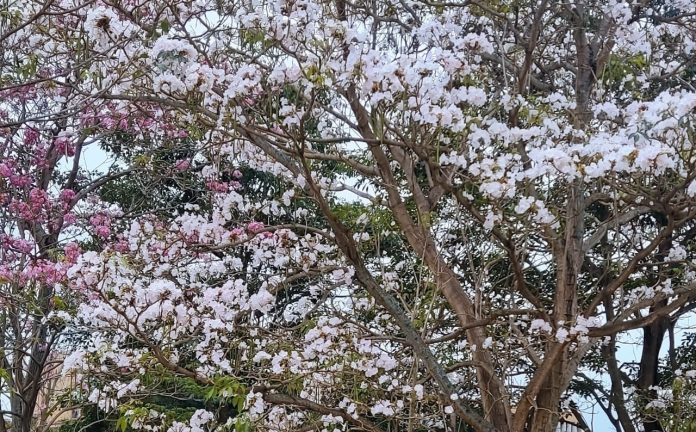 Começa a temporada dos Ipês