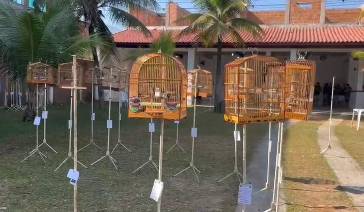 Campeonato ilegal de animais silvestres é interrompido pela Polícia Civil; 20 são presos
