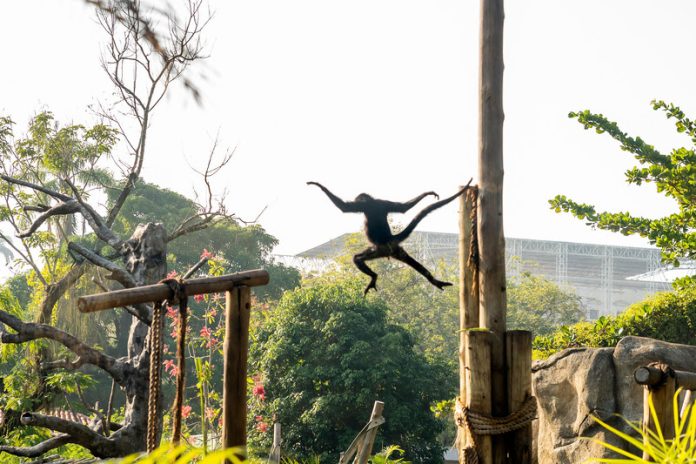 BioParque suspende atividades após morte de galinhas-d’angola